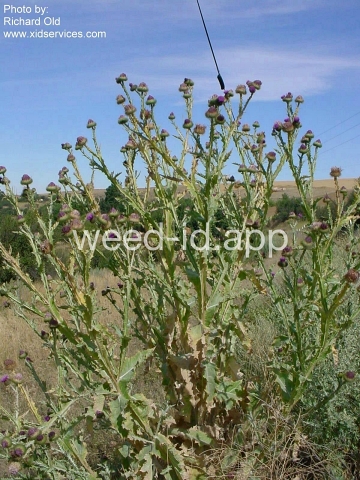 thistle, Scotch